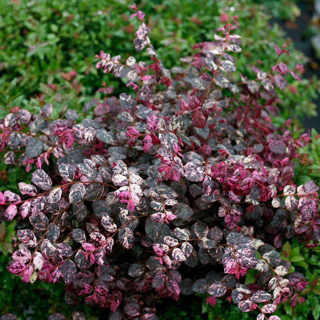 Jazz Hands Variegated Loropetalum against green background